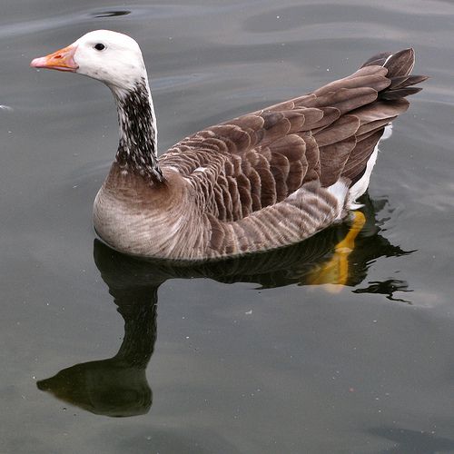 Hybrid of a domestic goose (Anser anser) and a Canada goose (Branta canadensis). © Yersinia CC by-nc-sa 2.0