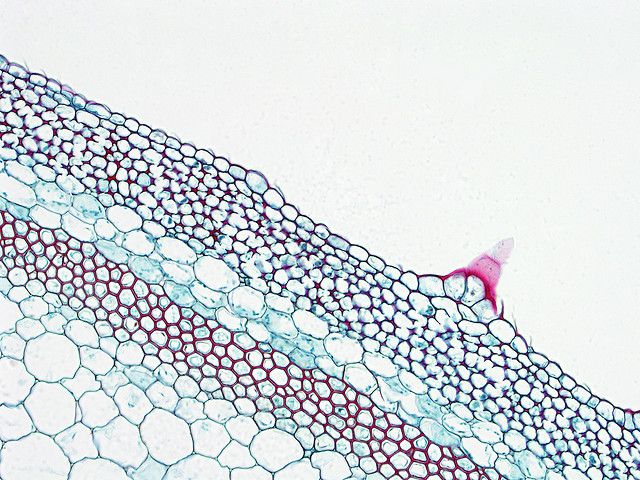 A cross section of a pumpkin stem. The cellular layer located under the epidermis is collenchyma. © BlueRidgeKitties CC by-nc-sa 2.0