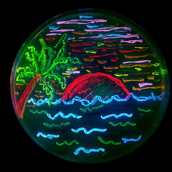 Drawing of living bacteria expressing fluorescent proteins derived from GFP. © AndrewHires / Licence Creative Commons