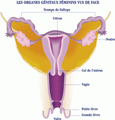 Position of the cervix in the female genital tract. DR Credits