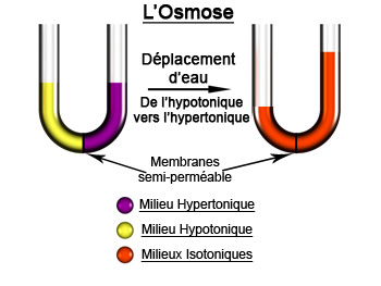 Illustration of experimental osmosis. © PsYcHoTiK CC by-sa