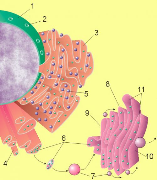 definition-endoplasmic-reticulum