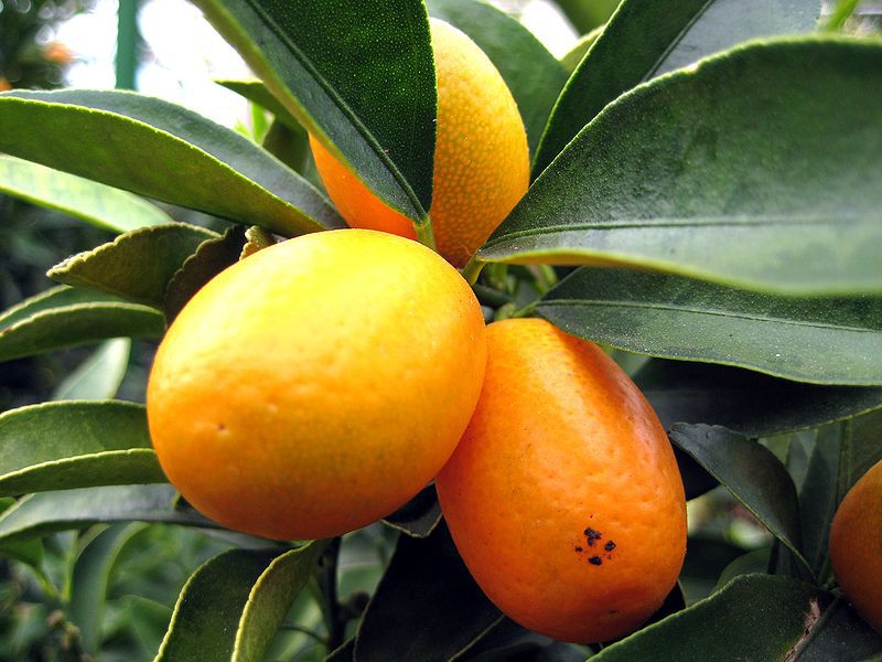 kumquat-cc