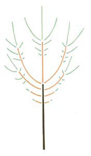 The twigs (in green) at the ends of the branches (in orange) will grow quicker than those growing out of the buds at the base of the branches, which leads to the formation of a trunk (brown). © Pascal Prieur/Raimbault et Chartier 1990