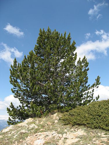 Mountain pine. © Pastilletes, Flickr CC by sa 2.0