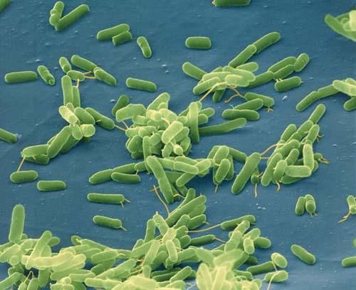 Millions of bacteria essential for our body live in our intestine without causing disease. © Cesarhara.com, Flickr, CC by nc-sa 2.0
