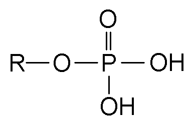 The addition of a phosphate group to a molecule is called phosphorylation. © DR