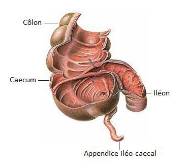 The caecum is a bag into which the ileum opens and which is attached to the ileo-caecal appendix. DR credits