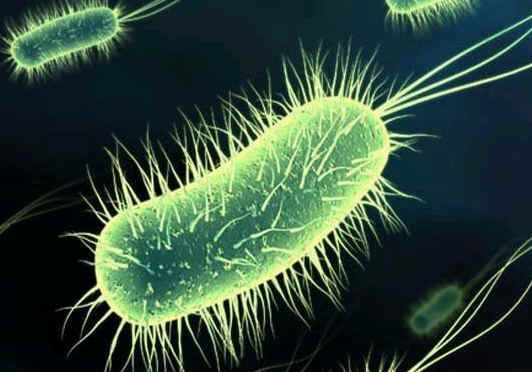 A bacteriostatic environment prevents the growth of bacteria. © DR