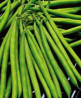 French filet beans are one of the varieties of green beans. © DR