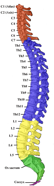 The cervical vertebrae are the first seven vertebrae from the cranium downwards. © Uwe Gille, Wikimedia, public domain