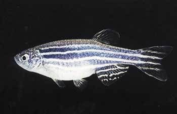 A female adult zebrafish. © C. Thisse