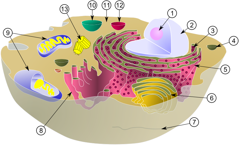 Diagram of a typical animal cell with its organelles: 1. Nucleolus; 2. Nucleus; 3. Ribosome;  4. Vesicle; 5. Rough (or granular) endoplasmic reticulum   also called the ergastoplasm; 6. Golgi apparatus; 7. Cytoskeleton ; 8. Smooth endoplasmic reticulum ; 9. Mitochondrium ; 10. Vacuole ; 11. Cytosol ; 12. Lysosome ; 13. Centriole. © MesserWoland et Szczepan1990, Wikimedia, CC by-sa 3.0
