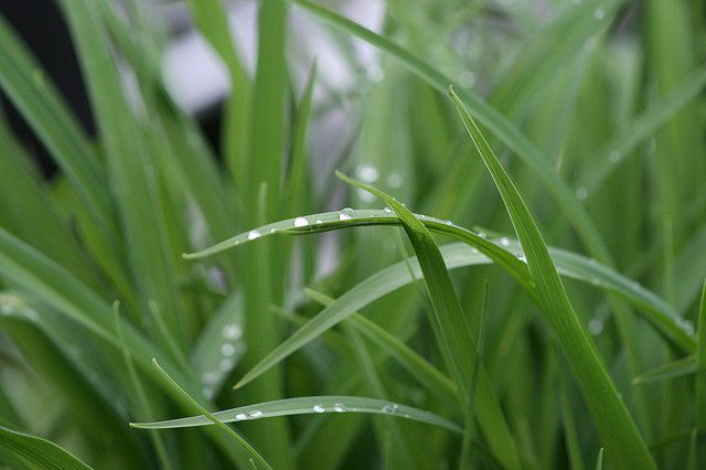 Drops of dew on blades of grass. © Simon Allard CC by-nc-sa 2.0