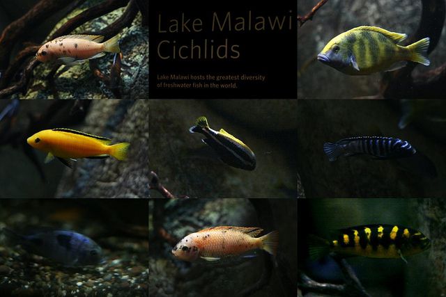 Illustration of sympatric speciation in Lake Malawi cichlids.  © Jenly CC by-sa 2.0