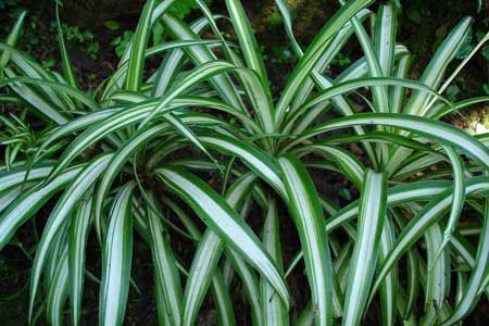 The spider plant will perhaps one day serve as a biofilter. © Eurico Zimbres / Licence Creative Commons