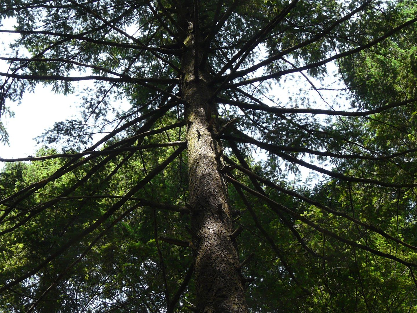 Douglas fir. © Jnthnlhys, Flickr nc 3.0