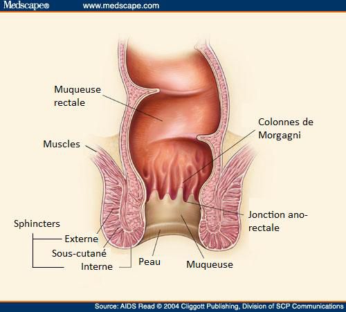 The anus follows the rectum, the last part of the digestive tract. © Medscape