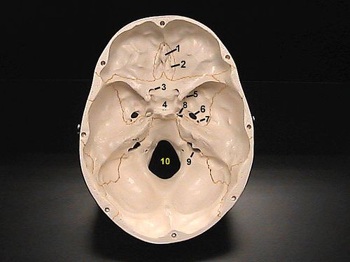 Definition Foramen Foramina