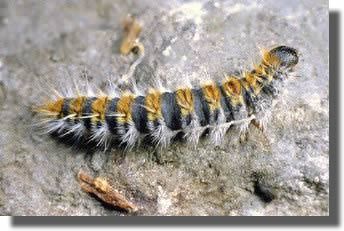 Some regulator fungi can stop the development of processionary caterpillars. © DR