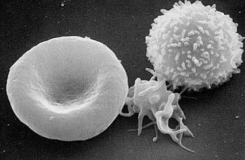 The thrombocyte, or blood platelet, is a small cell (in the centre here).  © Public domain