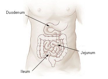 Chyle is formed in the small intestine. © DR