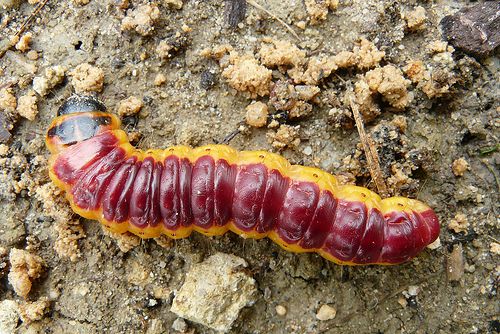 The nocturnal caterpillar of theCossus cossus, or goat moth, is xylophagous. © Jac 31 CC by-nc-nd 2.0