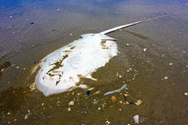 Effect of an anoxic chemical dam on wildlife: death for those who venture near. © Alysha Jordan/New Orleans Lady CC by-nc-sa 2.0