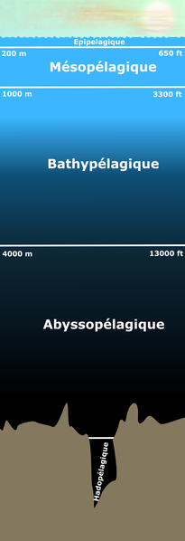 The aphotic zone corresponds to the zones located under the epipelagic zone. Depending on the definition, the mesopelagic zone may or may not be included in the aphotic zone. © Finlay McWalter, Wikimedia public domain