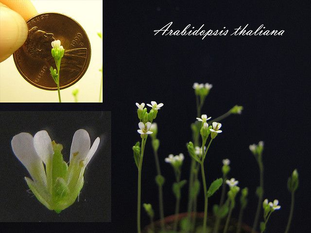 The WS ecotype of mouse-ear cress (Arabidopsis thaliana) is often used in plant research. © BlueRidgeKitties CC by-nc-sa 2.0
