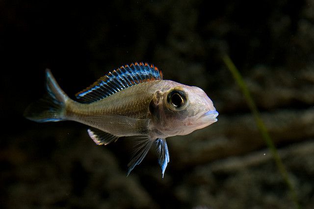 poissonsabulicolecallochromispleurospilus-dnaagramccbyncsa2
