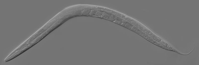 The worm C. elegans worm is transparent, which makes it easy to see each one of its cells. © Kbradnam, Wikimedia, CC by-sa 2.5