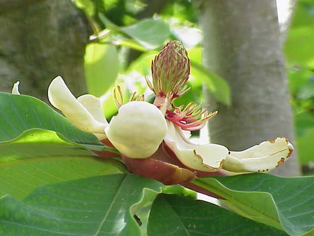 magnolia-tripetala-obovata-0
