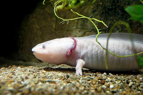 The axolotl (Ambystoma mexicanum) is the most widely known example of neotenic paedomorphism. Here the gills (in red) are seen which the adult has preserved from its larval stage. © Arne Kuilman CC by-nc 2.0