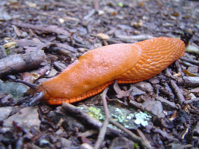 Slugs are protogynous hermaphrodites. © David Reverchon CC by-sa 2.0