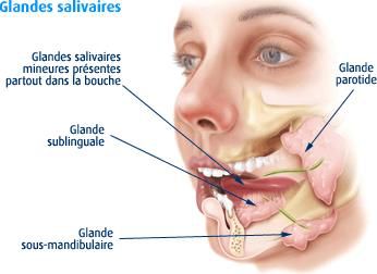 The three types of salivary glands: the parotid glands (1), the sub-maxillary glands (2), and the sub-lingual glands (3). © DR