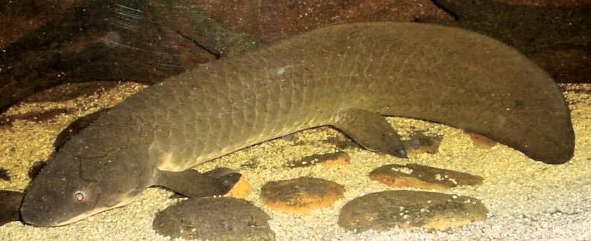 The Queensland lungfish (Neoceratodus forsteri) only lives in a few Australian rivers. It is very rare and also the closest living lungfish to the ancestral species of the group known byits fossils. Note the muscular fins used to walk on the bottom. © Tannin/Licence GNU