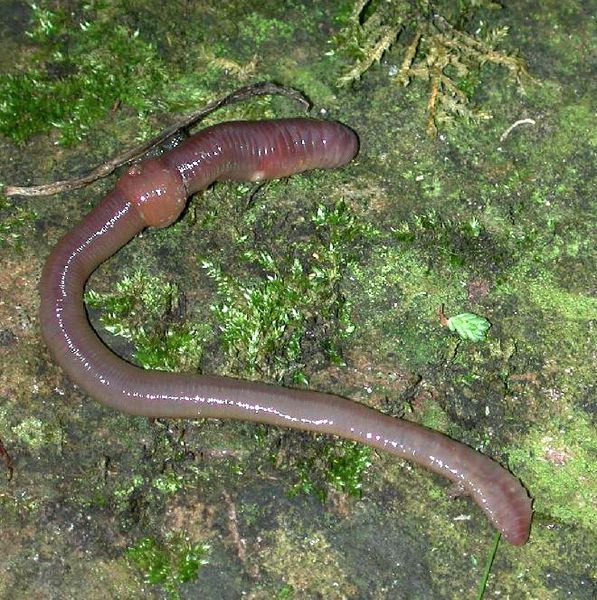 The earthworm, as an annelid in the subclass Oligochaeta, is a protostome, much like many other triblastics. © Michael Linnenbach, Wikimedia CC by-sa 3.0
