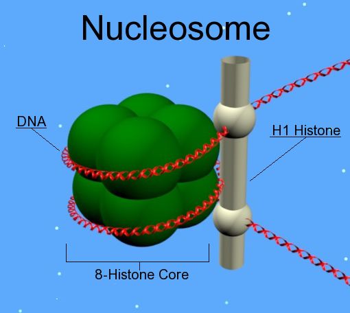 3D diagram of a nucleosome formed from a strand of DNA rolled around histone proteins. © Spellcheck, public domain