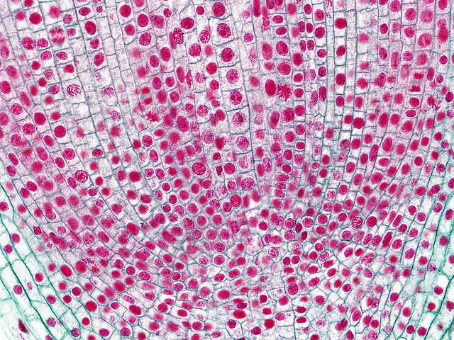 In biology, cells (with the nucleus shown in pink) can assemble to form multicellular organisms. © BlueRidgeKitties, Flickr, CC