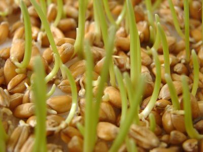 Wheat germ, source of vitamin B1. DR Credits