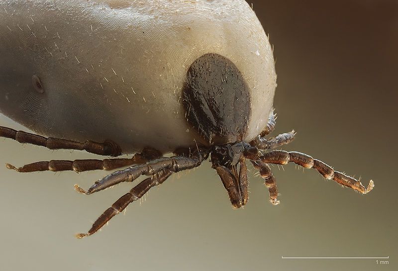 Ticks can transmit bacterial diseases. © Richard Bartz, Wikimedia, CC by-sa 2.5