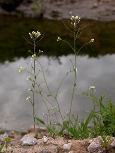 Thale cress (Arabidopsis thaliana) is a small plant belonging to the mustard family (brassicas). It is a model organism used in botanical genetic research. © Biopix via eol.org, CC by-nc