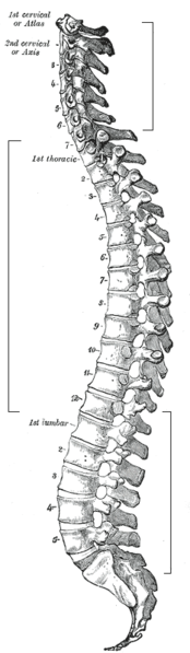 The vertebral column is formed by changes in the sclerotome during embryonic development. © Grays Anatomy, Wikimedia public domain