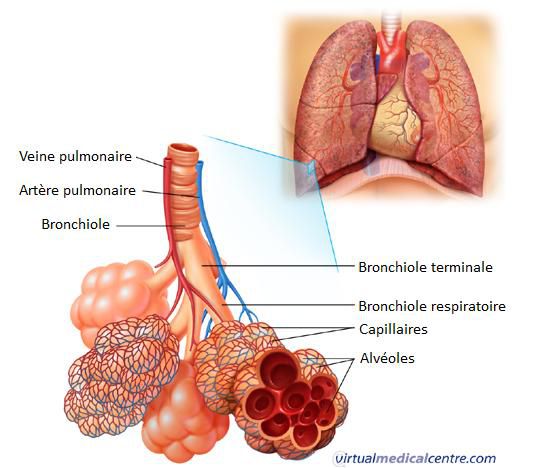 The pulmonary alveoli are located in the lungs and enable exchange of respiratory gases. © Virtual Medical Centre