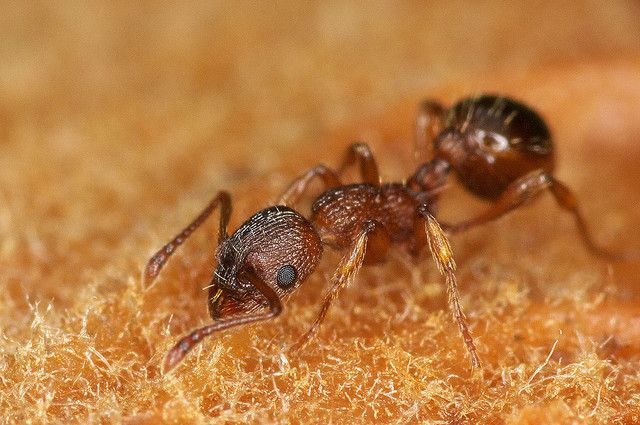 Haplodiploidy is a feature of ants.  © JR Guillaumin, Flickr CC by nd 2.0