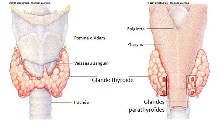 thyroide-brookscole