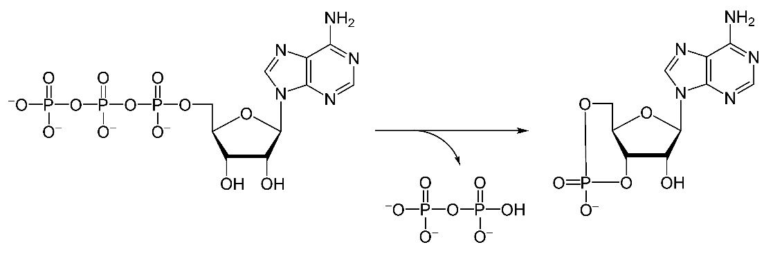 adenylatecyclase