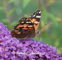 The butterfly is an insect that undergoes complete metamorphosis. © Bernard Schmeltz