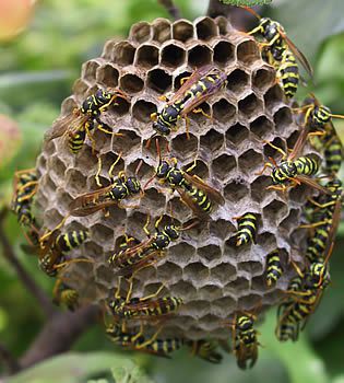 Altruism is the general rule in social insects, but is not selfless. © Pep.per CC by-sa